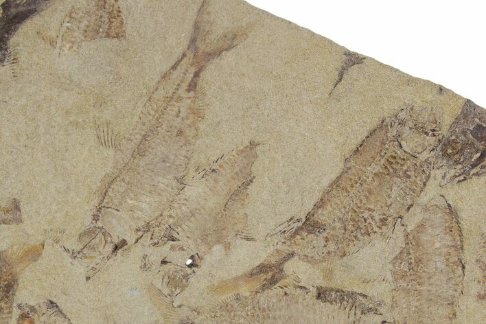 Fossil Fish (Gosiutichthys) Mortality Plate - Wyoming #357168